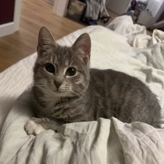 ����: ������� �����  �������� ����� � ��������� 14 ������ �������� � �. ��������