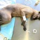 Подробнее об объявлении «Москва Найден кот» Фото: найдена кошка  «Москва Найден кот» в г. Москва