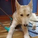 Подробнее об объявлении «Сургут Найдена собака» Фото: найдена собака  «Сургут Найдена собака» в г. Сургут