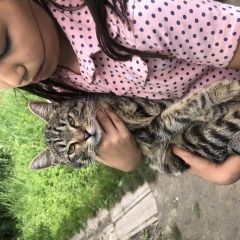 Подробнее об объявлении «Новосибирск Найдена кошка кировский район» Фото: найдена кошка  «Новосибирск Найдена кошка кировский район» в г. Новосибирск