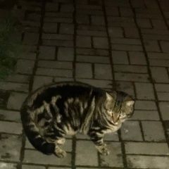 Подробнее об объявлении «Найден кот живёт на улице, варшавская 6 корпус Санкт-Петербург» Фото: найдена кошка Бенгальская «Найден кот живёт на улице, варшавская 6 корпус...» в г. Санкт-Петербург