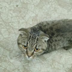 Подробнее об объявлении «Геленджик Найдена кошка серая без ушей» Фото: найдена кошка  «Геленджик Найдена кошка серая без ушей» в г. Геленджик