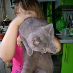 Подробнее об объявлении «Москва Найдена кошка подросток серая короткошерстная» Фото: найдена кошка  «Москва Найдена кошка подросток серая...» в г. Москва