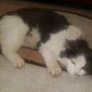 Подробнее об объявлении «Мытищи Найден кот» Фото: найдена кошка  «Мытищи Найден кот» в г. Мытищи