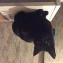 Подробнее об объявлении «Химки Найдена кошка» Фото: найдена кошка  «Химки Найдена кошка» в г. Химки