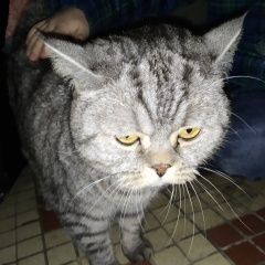 Подробнее об объявлении «Москва Найдена кошка» Фото: найдена кошка  «Москва Найдена кошка» в г. Москва