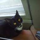 Подробнее об объявлении «Санкт-Петербург Найден кот» Фото: найдена кошка  «Санкт-Петербург Найден кот» в г. Санкт-Петербург