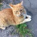 Подробнее об объявлении «Жуковский Найден кот, кратово. рыжий кот в ошейнике» Фото: найдена кошка  «Жуковский Найден кот, кратово. рыжий кот в...» в г. Жуковский