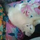 Подробнее об объявлении «Ковров Найдена кошка белый с серым хвостом и серым пятнышком» Фото: найдена кошка  «Ковров Найдена кошка белый с серым хвостом и...» в г. Ковров