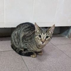 Подробнее об объявлении «Москва Найдена кошка. ювао. марьино.» Фото: найдена кошка  «Москва Найдена кошка. ювао. марьино.» в г. Москва