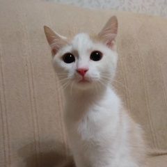 Подробнее об объявлении «Найден котёнок месяца Зеленоград» Фото: найдена кошка  «Найден котёнок месяца Зеленоград» в г. Зеленоград