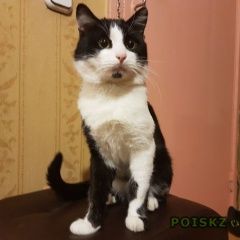 Подробнее об объявлении «Москва Найден кот чёрно-белый» Фото: найдена кошка  «Москва Найден кот чёрно-белый» в г. Москва