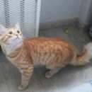 Подробнее об объявлении «Москва Найден кот» Фото: найдена кошка  «Москва Найден кот» в г. Москва