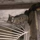 Подробнее об объявлении «Москва Найдена кошка кошечка5-7 месяцев» Фото: найдена кошка  «Москва Найдена кошка кошечка5-7 месяцев» в г. Москва