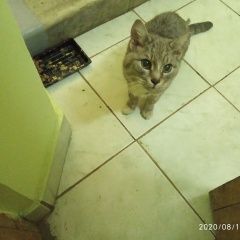 Подробнее об объявлении «Москва Найден кот» Фото: найдена кошка  «Москва Найден кот» в г. Москва