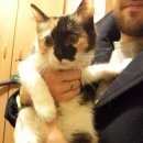 Подробнее об объявлении «Найдена кошка Москва» Фото: найдена кошка  «Найдена кошка Москва» в г. Москва