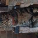 Подробнее об объявлении «Москва Найден кот породистый кот» Фото: найдена кошка Американская короткошерстная «Москва Найден кот породистый кот» в г. Москва