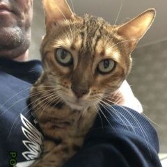 Подробнее об объявлении «Москва Найдена кошка бенгальская кошка» Фото: найдена кошка Бенгальская «Москва Найдена кошка бенгальская кошка» в г. Москва