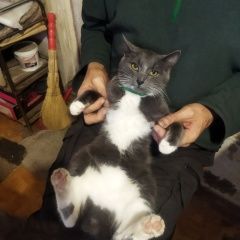 Подробнее об объявлении «Найден кот Воронеж» Фото: найдена кошка  «Найден кот Воронеж» в г. Воронеж