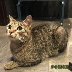 Подробнее об объявлении «Москва Найдена кошка» Фото: найдена кошка  «Москва Найдена кошка» в г. Москва