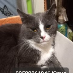Подробнее об объявлении «Найдена кошка домашний котенок девочка Колпино» Фото: найдена кошка  «Найдена кошка домашний котенок девочка Колпино» в г. Колпино