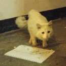 Подробнее об объявлении «Москва Найден кот белый кот» Фото: найдена кошка  «Москва Найден кот белый кот» в г. Москва