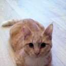 Подробнее об объявлении «Москва Найдена кошка маленький ыш-девочка - месяцев» Фото: найдена кошка  «Москва Найдена кошка маленький ыш-девочка -...» в г. Москва