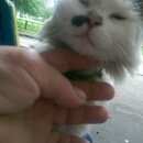 Подробнее об объявлении «Одинцово Найден кот» Фото: найдена кошка  «Одинцово Найден кот» в г. Одинцово