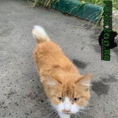 Подробнее об объявлении «Москва Найдена кошка» Фото: найдена кошка  «Москва Найдена кошка» в г. Москва