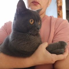 Подробнее об объявлении «Найдена кошка девочка ищет новых добрых людей Хабаровск» Фото: найдена кошка Британская короткошерстная кошка «Найдена кошка девочка ищет новых добрых людей...» в г. Хабаровск