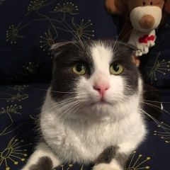 Подробнее об объявлении «Найден кот Реутов» Фото: найдена кошка Шотландская вислоухая «Найден кот Реутов» в г. Реутов