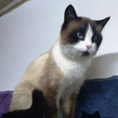 Подробнее об объявлении «Липецк Найден кот» Фото: найдена кошка Сноу-шу «Липецк Найден кот» в г. Липецк