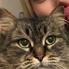 Подробнее об объявлении «Найден кот Пушкино» Фото: найдена кошка  «Найден кот Пушкино» в г. Пушкино