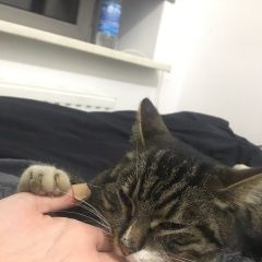 Подробнее об объявлении «Санкт-Петербург Найден кот адмиралтейский р-н» Фото: найдена кошка  «Санкт-Петербург Найден кот адмиралтейский р-н» в г. Санкт-Петербург