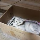 Подробнее об объявлении «Москва Найдена кошка.измайлово.вислоухая» Фото: найдена кошка  «Москва Найдена кошка.измайлово.вислоухая» в г. Москва