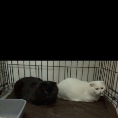 Подробнее об объявлении «Москва Найдена кошка ищут хозяина два британца» Фото: найдена кошка Британская короткошерстная «Москва Найдена кошка ищут хозяина два британца» в г. Москва