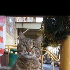Подробнее об объявлении «Москва Найден кот» Фото: найдена кошка  «Москва Найден кот» в г. Москва