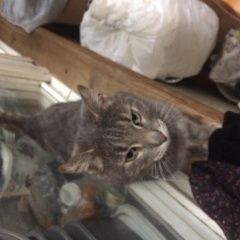 Подробнее об объявлении «Москва Найден кот серый кот» Фото: найдена кошка  «Москва Найден кот серый кот» в г. Москва