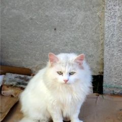 Подробнее об объявлении «Найден кот Симферополь» Фото: найдена кошка  «Найден кот Симферополь» в г. Симферополь
