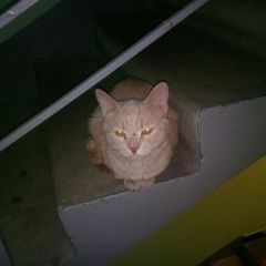 Подробнее об объявлении «Москва Найден кот» Фото: найдена кошка  «Москва Найден кот» в г. Москва
