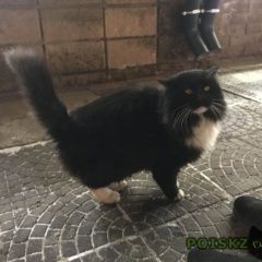 Подробнее об объявлении «Найдена кошка в центре Уфа» Фото: найдена кошка  «Найдена кошка в центре Уфа» в г. Уфа