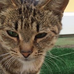 Подробнее об объявлении «Мытищи Найдена кошка отдается в добрые руки» Фото: найдена кошка  «Мытищи Найдена кошка отдается в добрые руки» в г. Мытищи