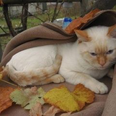 Подробнее об объявлении «Найдена кошка тайский котик с ошейником Королев» Фото: найдена кошка Тайская «Найдена кошка тайский котик с ошейником Королев» в г. Королев
