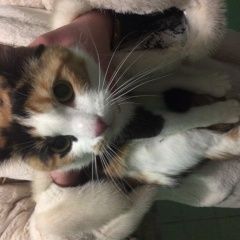 Подробнее об объявлении «Москва Найдена кошка в зеленом ошейнике гольяново» Фото: найдена кошка  «Москва Найдена кошка в зеленом ошейнике гольяново» в г. Москва