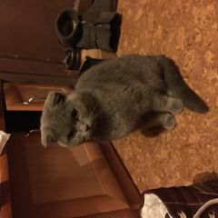 Подробнее об объявлении «Найдена кошка британка вислоухая Ростов-на-Дону» Фото: найдена кошка Британская короткошерстная «Найдена кошка британка вислоухая Ростов-на-Дону» в г. Ростов-на-Дону