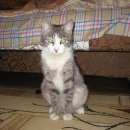 Подробнее об объявлении «Санкт-Петербург Найдена кошка» Фото: найдена кошка  «Санкт-Петербург Найдена кошка» в г. Санкт-Петербург