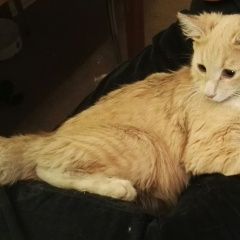 Подробнее об объявлении «Москва Найден кот» Фото: найдена кошка  «Москва Найден кот» в г. Москва