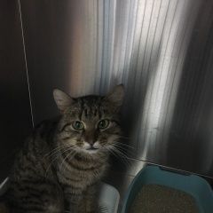 Подробнее об объявлении «Москва Найден кот» Фото: найдена кошка  «Москва Найден кот» в г. Москва