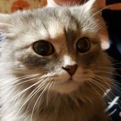 Подробнее об объявлении «Казань Найдена кошка» Фото: найдена кошка  «Казань Найдена кошка» в г. Казань