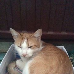 Подробнее об объявлении «Санкт-Петербург Найден кот» Фото: найдена кошка  «Санкт-Петербург Найден кот» в г. Санкт-Петербург